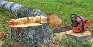 Best Emergency Tree Removal  in Bridgeport, NY