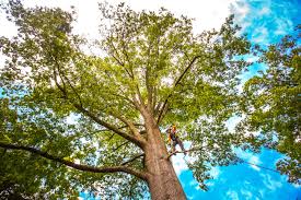 Best Fruit Tree Pruning  in Bridgeport, NY