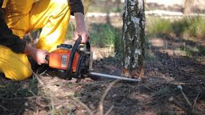 Best Tree Disease Treatment  in Bridgeport, NY