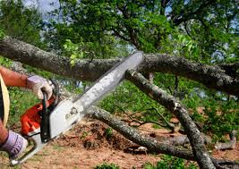 Reliable Bridgeport, NY Tree Removal Solutions