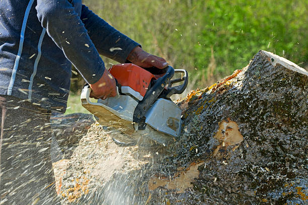  Bridgeport, NY Tree Removal Pros