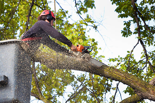 Best Grass Overseeding  in Bridgeport, NY
